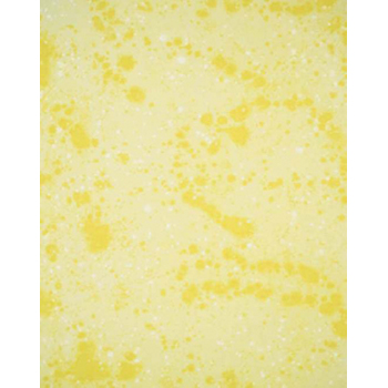 FONDALE IN COTONE BACKDROP PORTRAIT YELLOW 120x120cm art. 08200